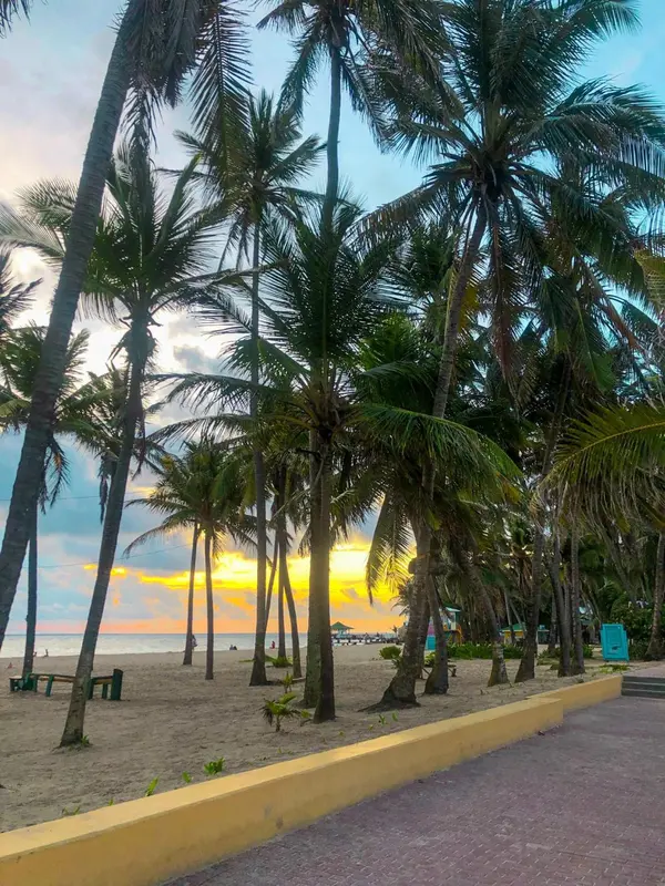 Palmiers se dressant sur une plage de sable au coucher du soleil.