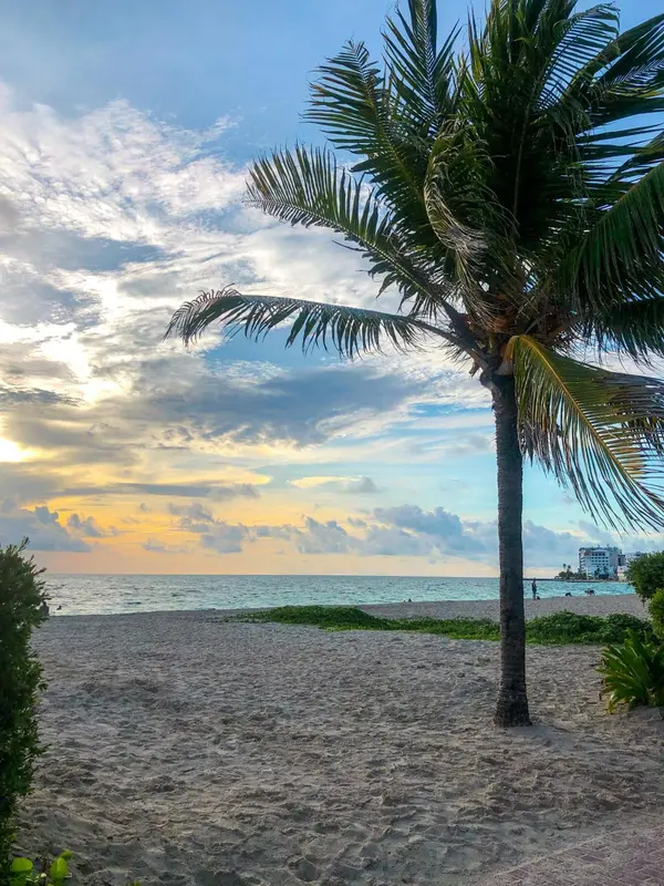 Plage de sable fin bordée de végétation sous un ciel nuageux au coucher du soleil.