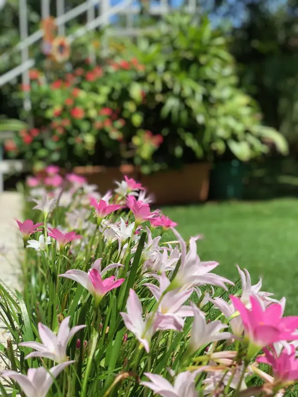 Fleurs roses et blanches en premier plan, jardin verdoyant en arrière-plan.