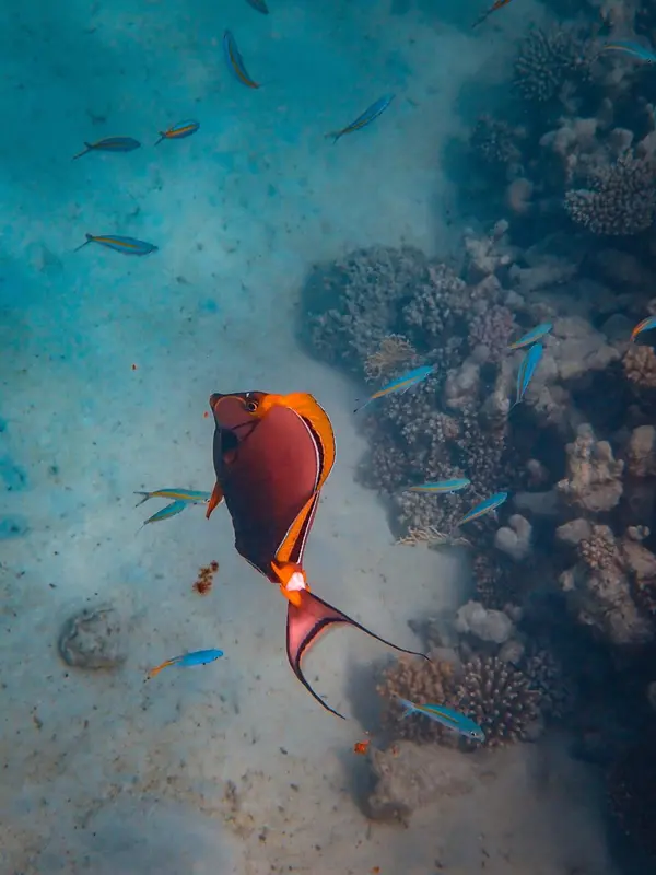 Un poisson coloré nage au milieu d'un récif corallien.