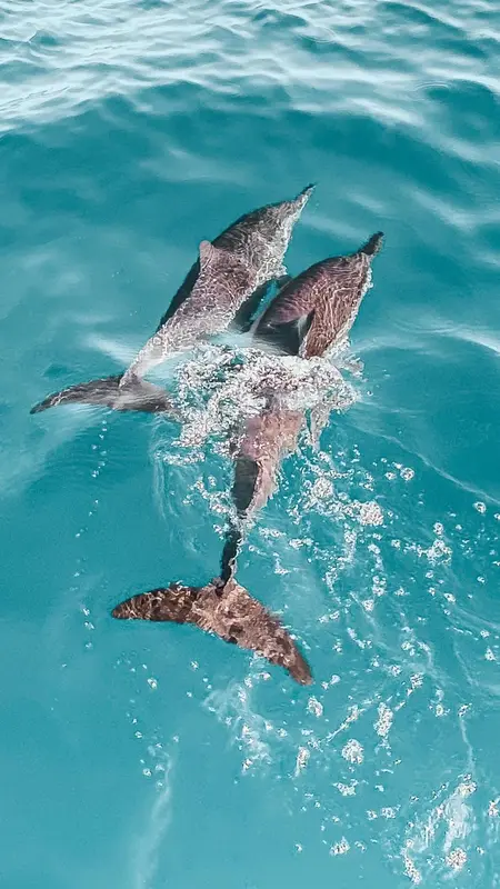 Des dauphins nagent à la surface de l'eau turquoise.