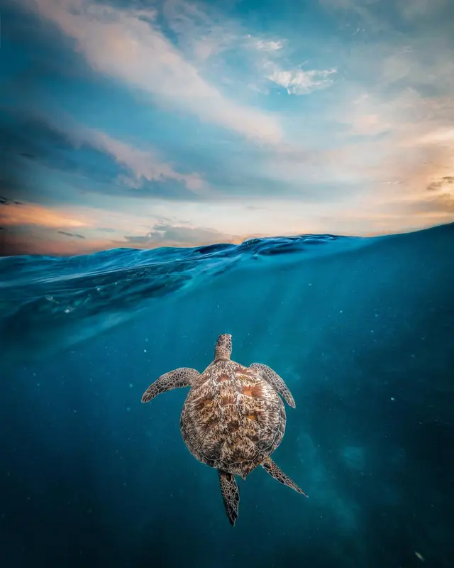 Une tortue marine nage paisiblement sous la surface de l'eau.