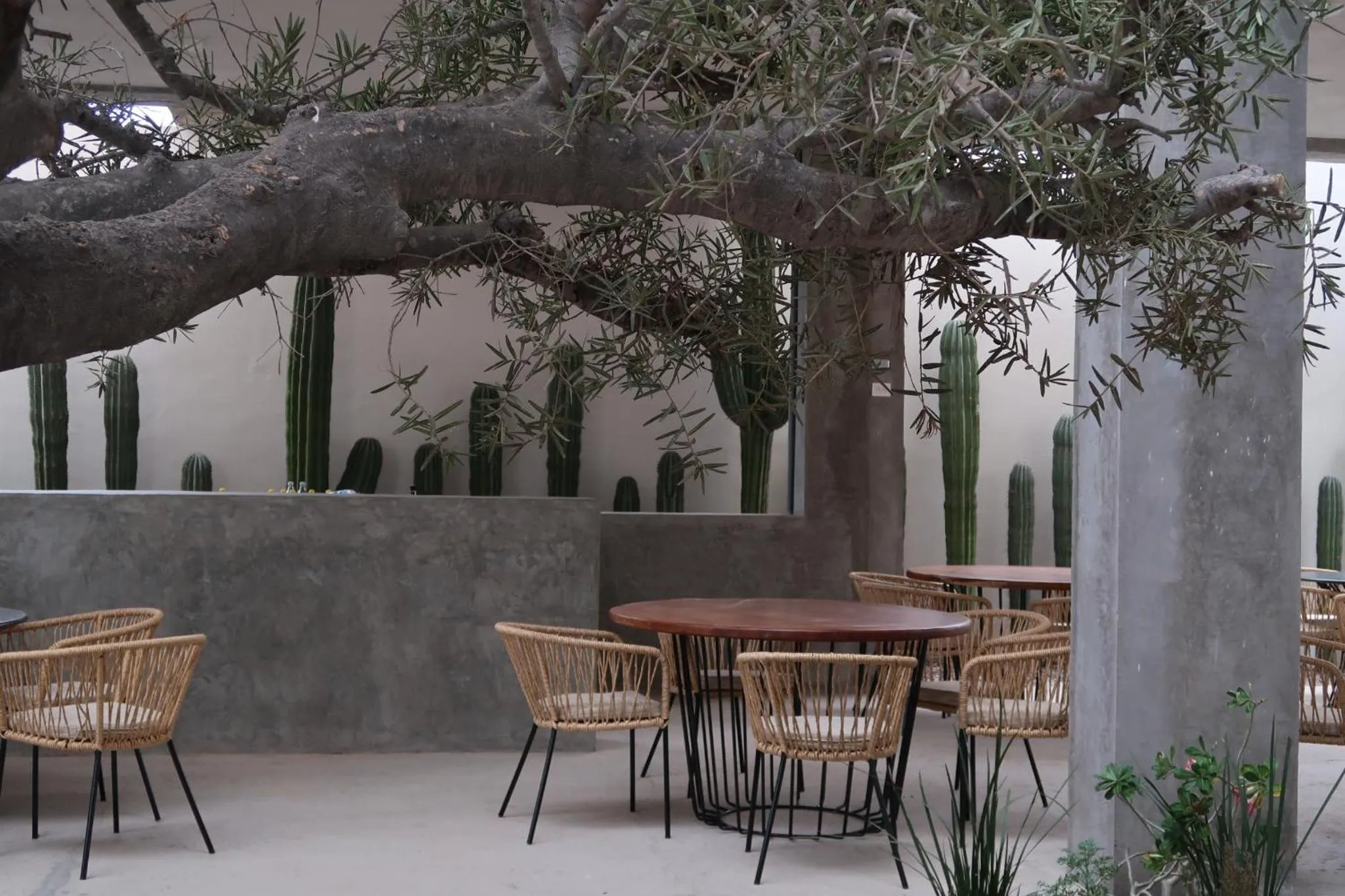 Tables et chaises en osier disposées sur une terrasse ombragée par un arbre.