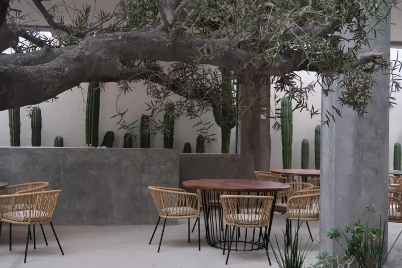 Tables et chaises en osier disposées sur une terrasse ombragée par un arbre.