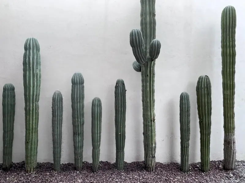 Une rangée de cactus verts se dresse contre un mur blanc.