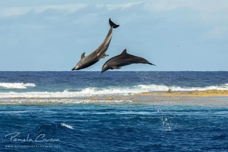 Deux dauphins bondissent au-dessus des vagues dans une mer turquoise.