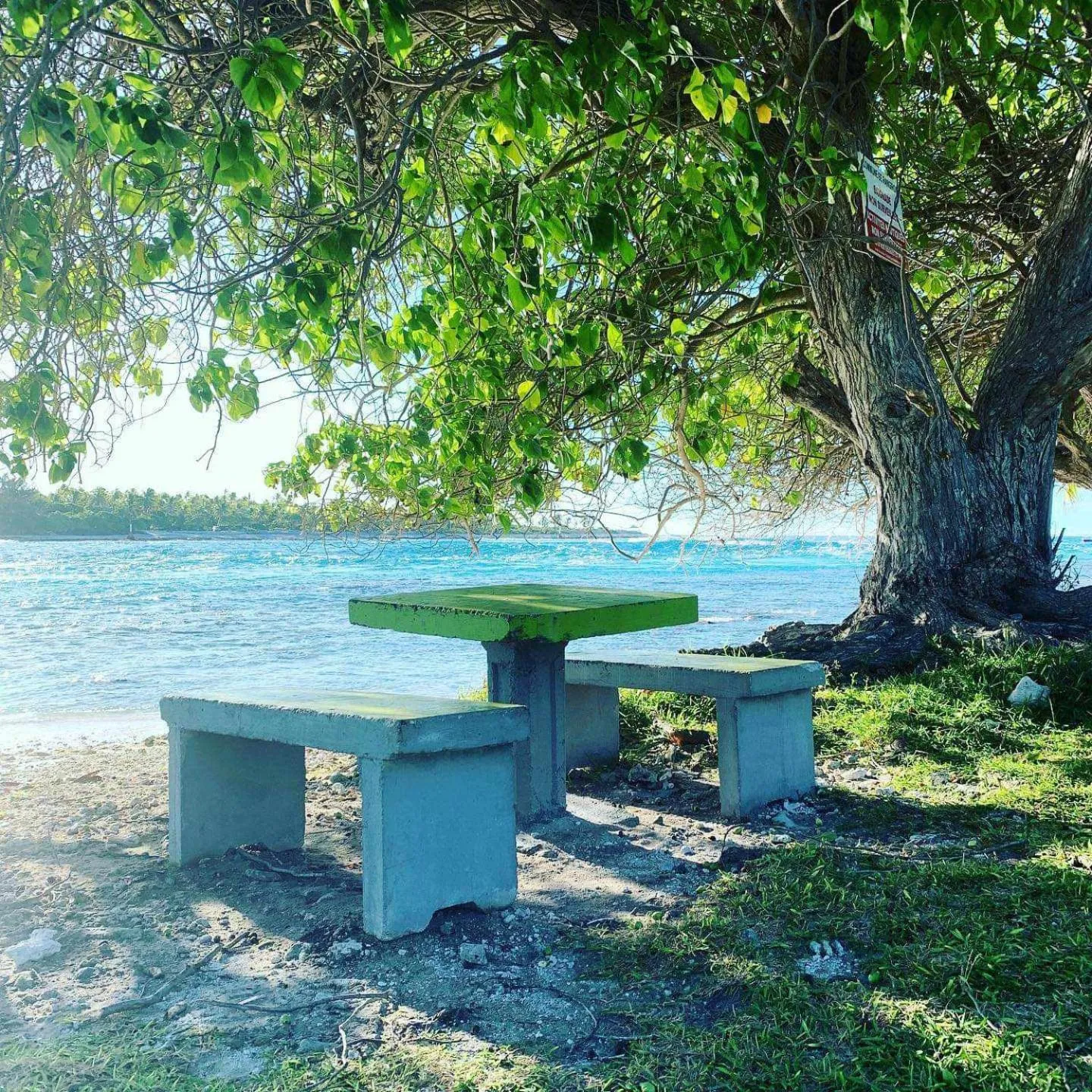 Table et bancs en béton sous un arbre face à la mer.