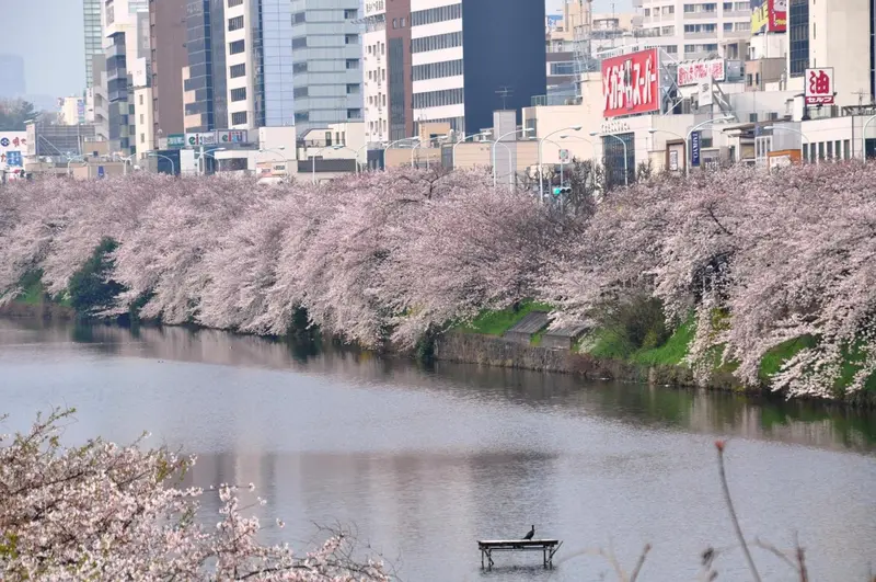 Une rivière bordée d'arbres en fleurs au printemps, avec des bâtiments en arrière-plan.