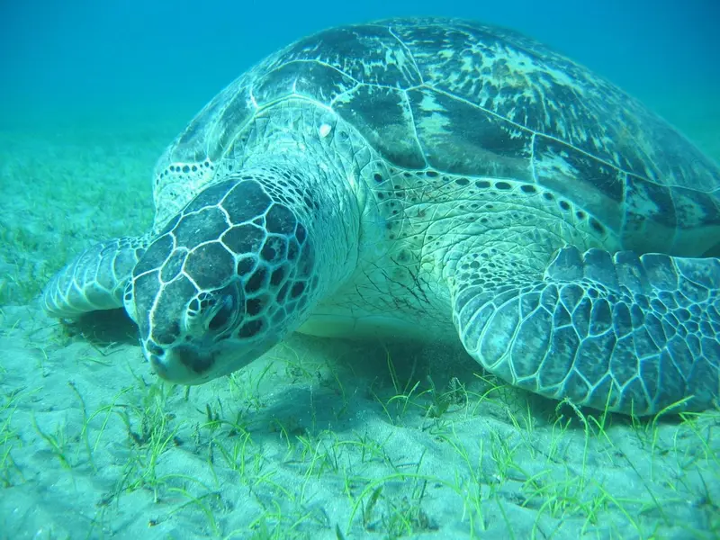 Une tortue marine nage au-dessus d'un fond sablonneux.