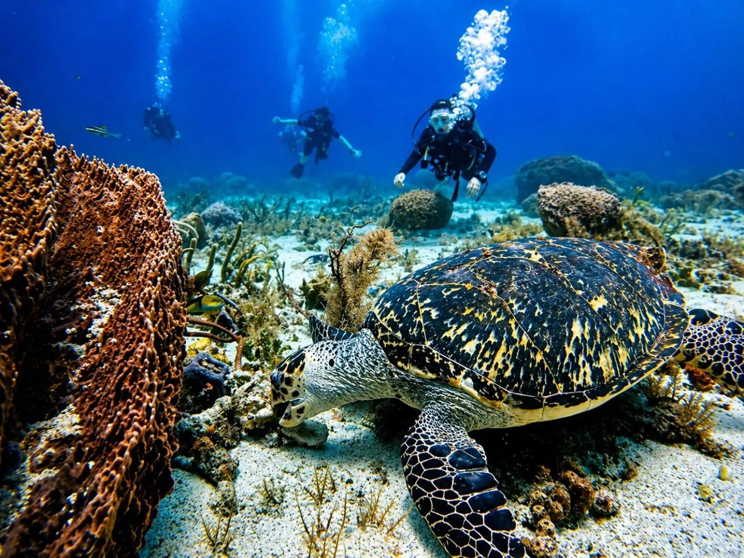 Des plongeurs explorent un récif corallien avec une tortue de mer.