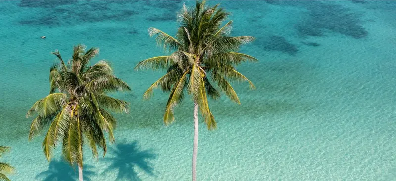 Vue aérienne d'une plage de sable blanc bordée de palmiers et d'une mer turquoise.