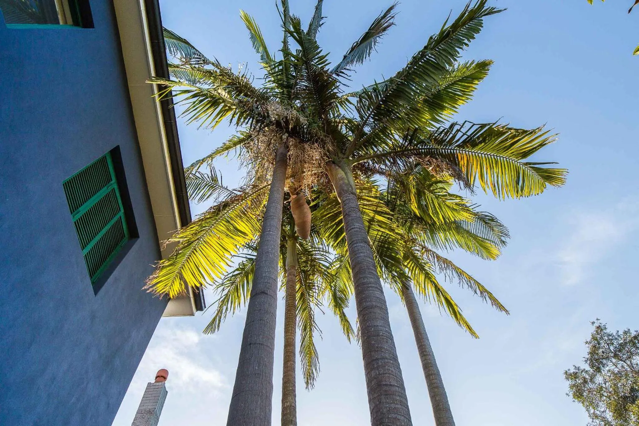 Palmiers se dressant devant un bâtiment bleu sous un ciel clair.