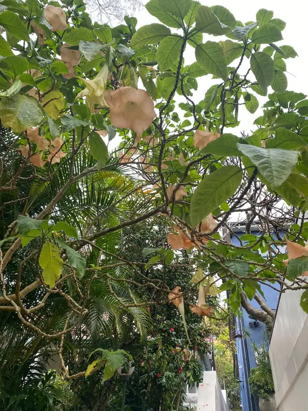 Fleurs blanches et roses sur un arbre feuillu.