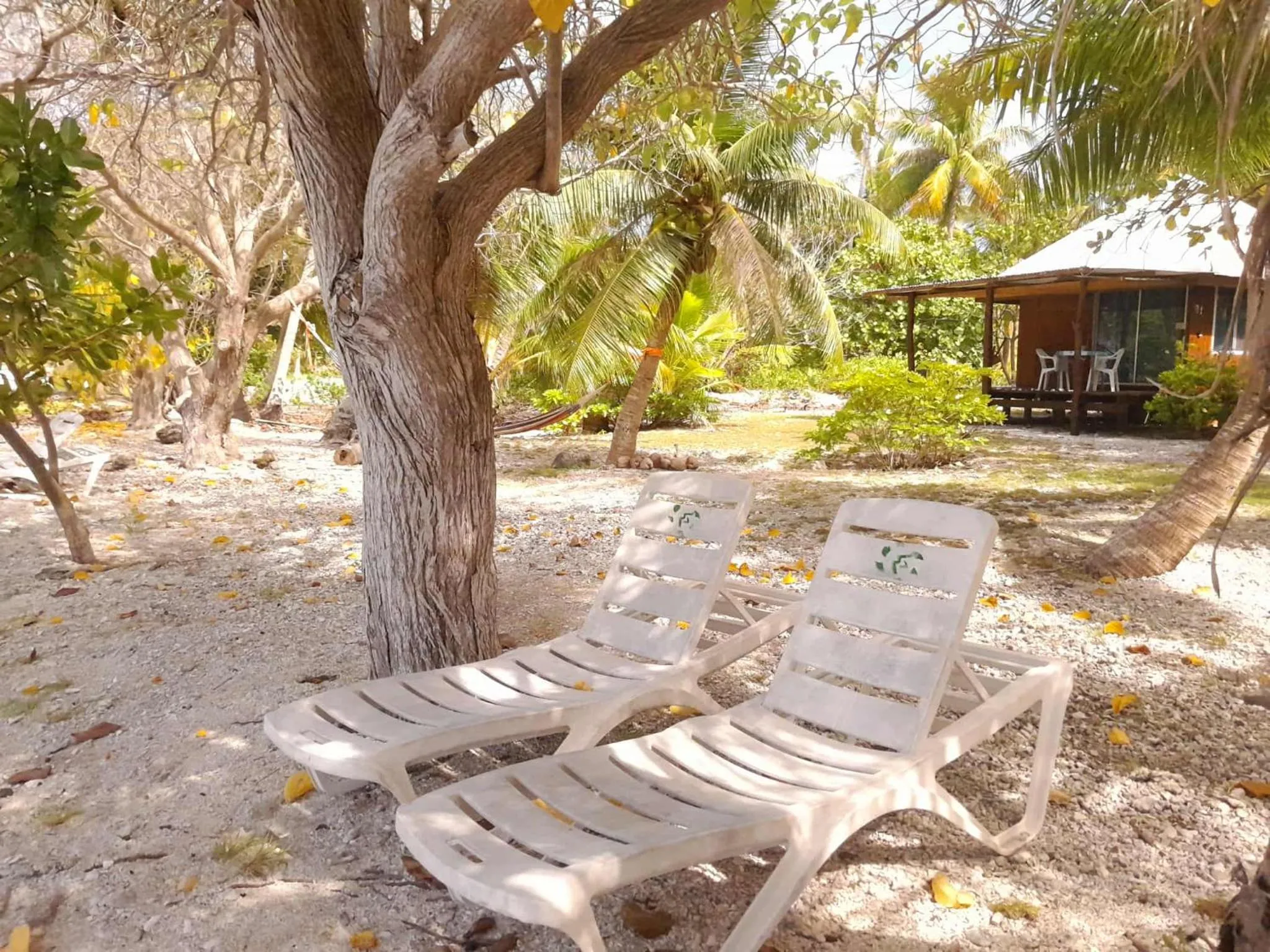 Deux transats blancs invitent à la détente sur une plage de sable clair ombragée par des arbres.