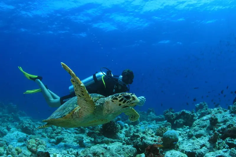 Un plongeur observe une tortue marine au-dessus d'un récif corallien.