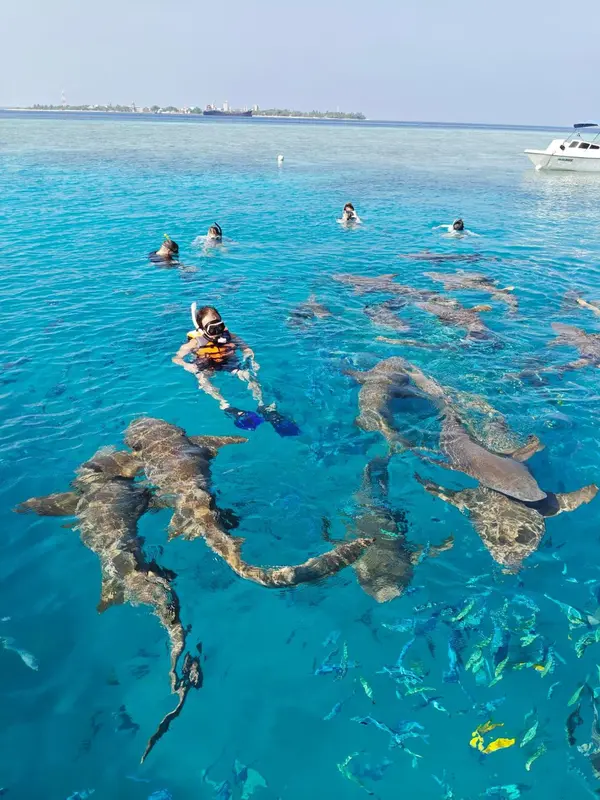 Des nageurs observent des requins dans une eau turquoise claire.