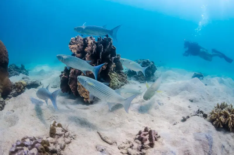 Des poissons nagent autour d'un récif corallien dans une eau claire.