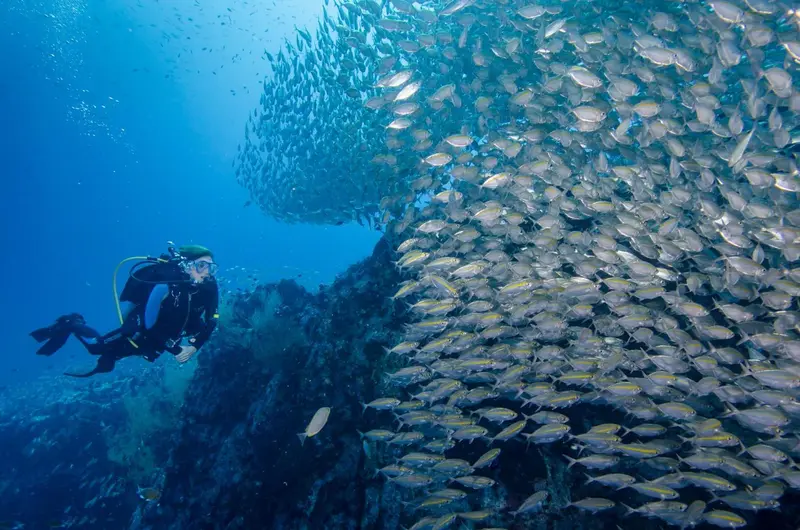 Un plongeur évolue au milieu d'un banc de poissons argentés dans une eau bleue.