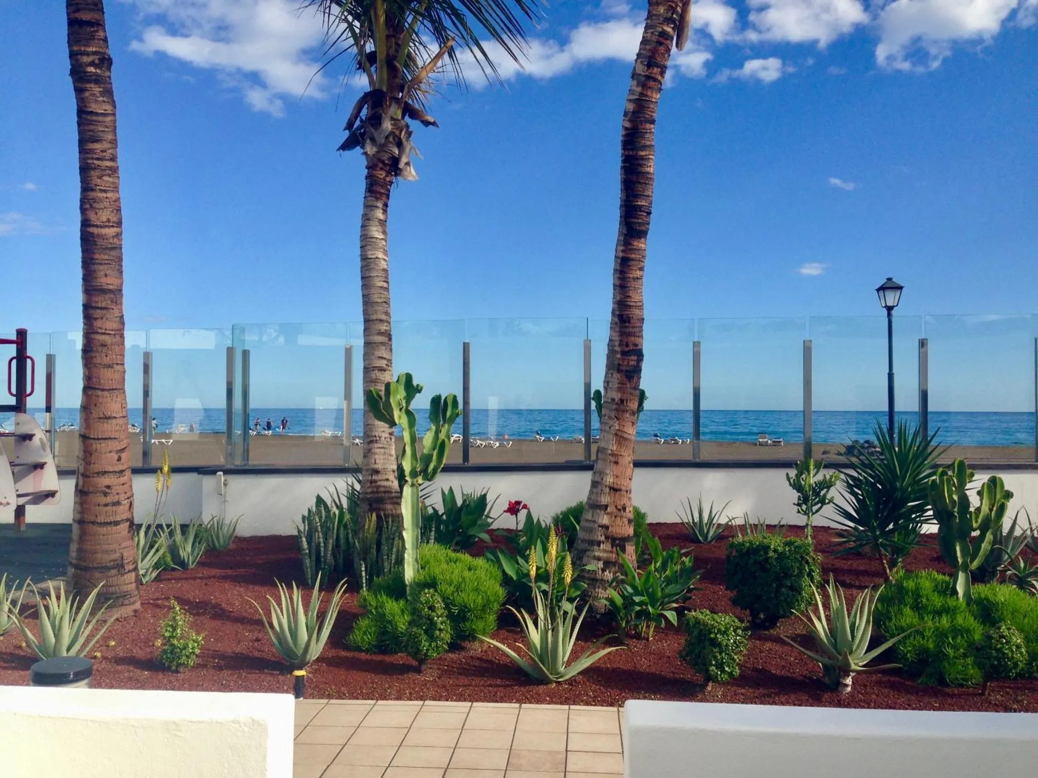 Une promenade en bord de mer avec des palmiers et une végétation tropicale.