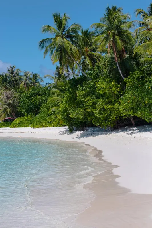 Une plage de sable blanc bordée de végétation luxuriante sous un ciel bleu.