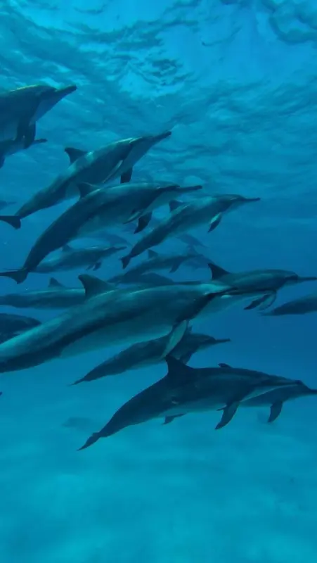 Un groupe de dauphins nage dans une eau bleue claire.