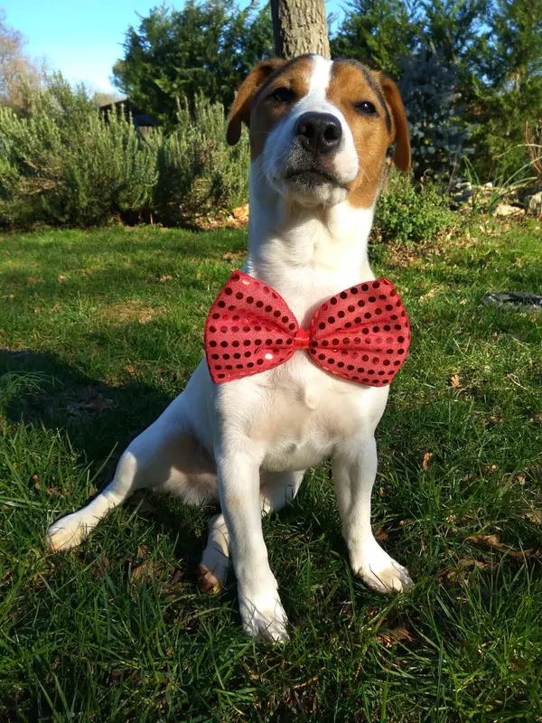 Un chien assis dans l'herbe porte un noeud papillon rouge.