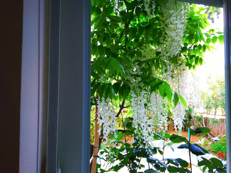 Une vue sur un jardin fleuri à travers une fenêtre.