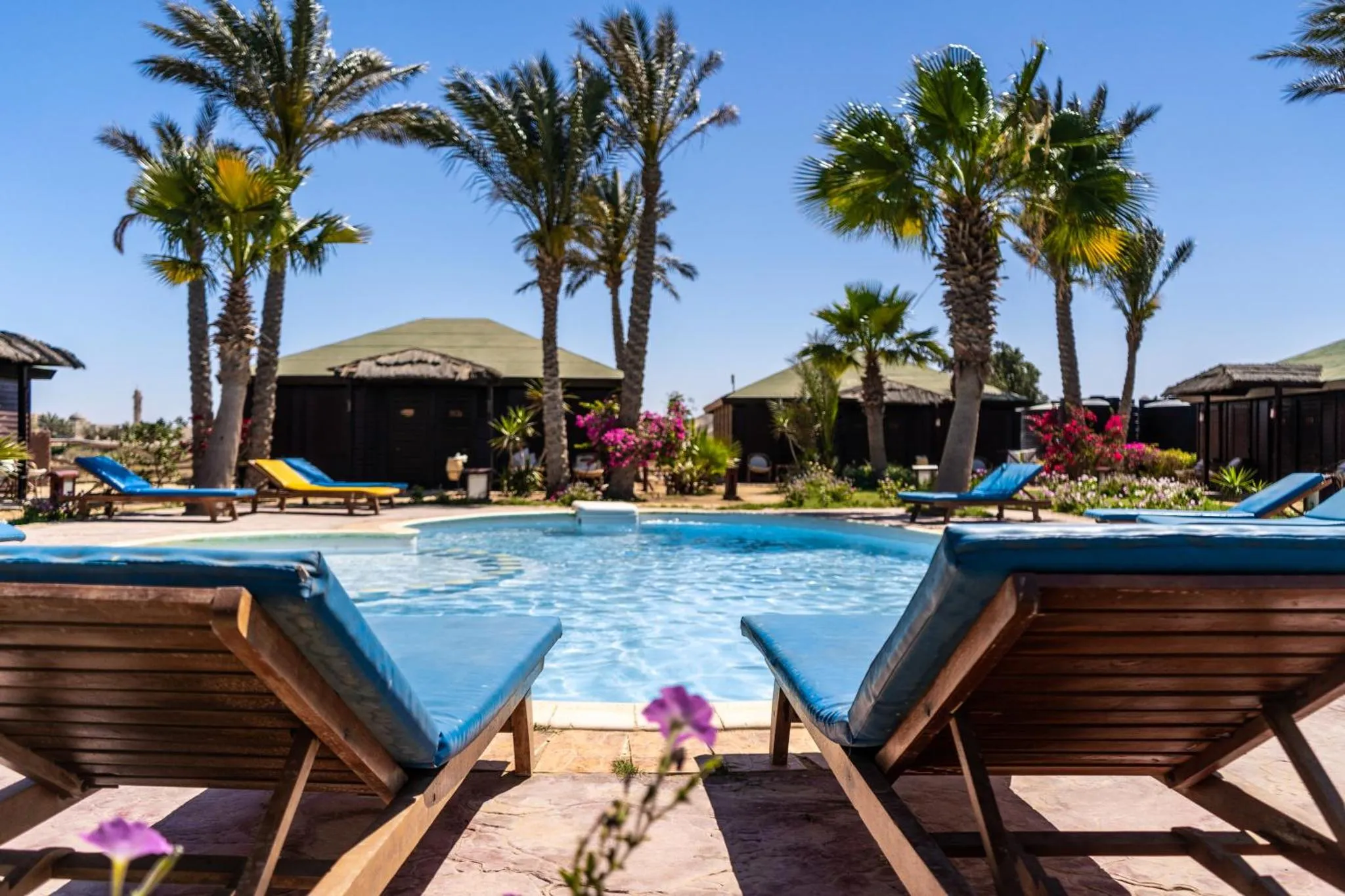 Transats bleus au bord d'une piscine turquoise, palmiers en arrière-plan.