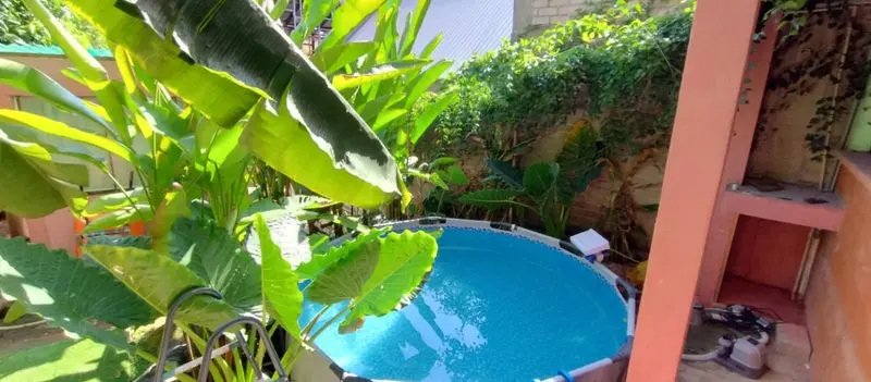 Une piscine hors sol est entourée de végétation luxuriante et d'un mur coloré.