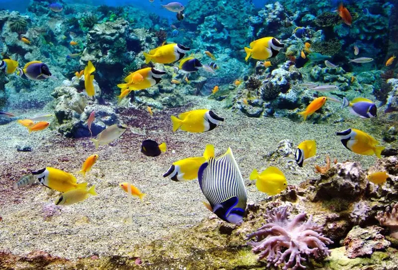 Un banc de poissons colorés nage au milieu d'un récif corallien.