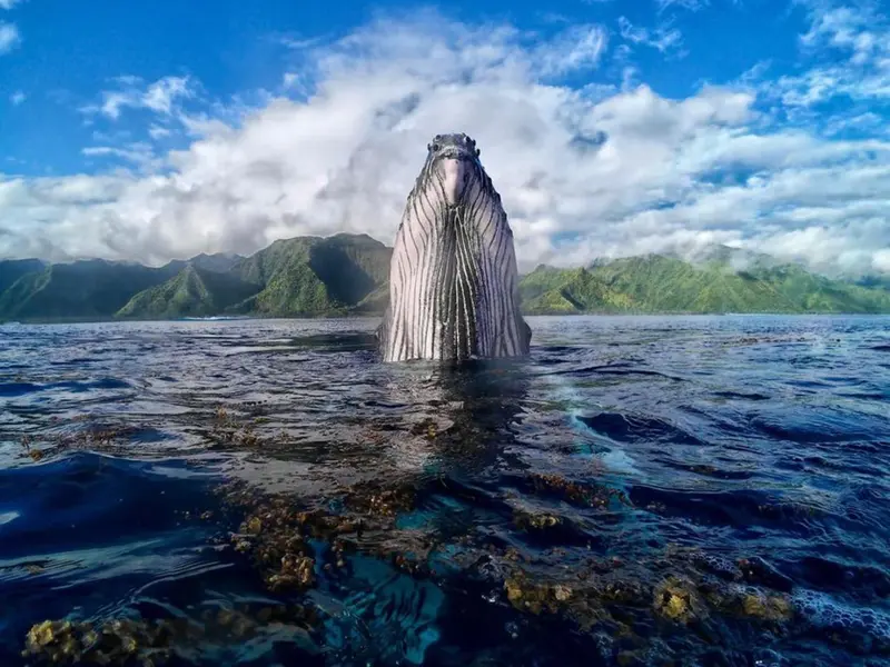 Une baleine à bosse émerge de l'océan face à une côte montagneuse.