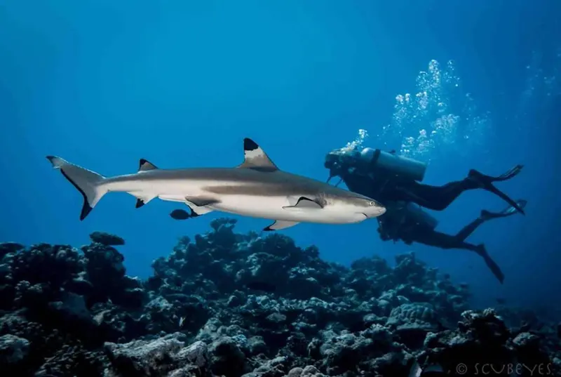 Un requin pointe de récif nage près d'un plongeur sous-marin.