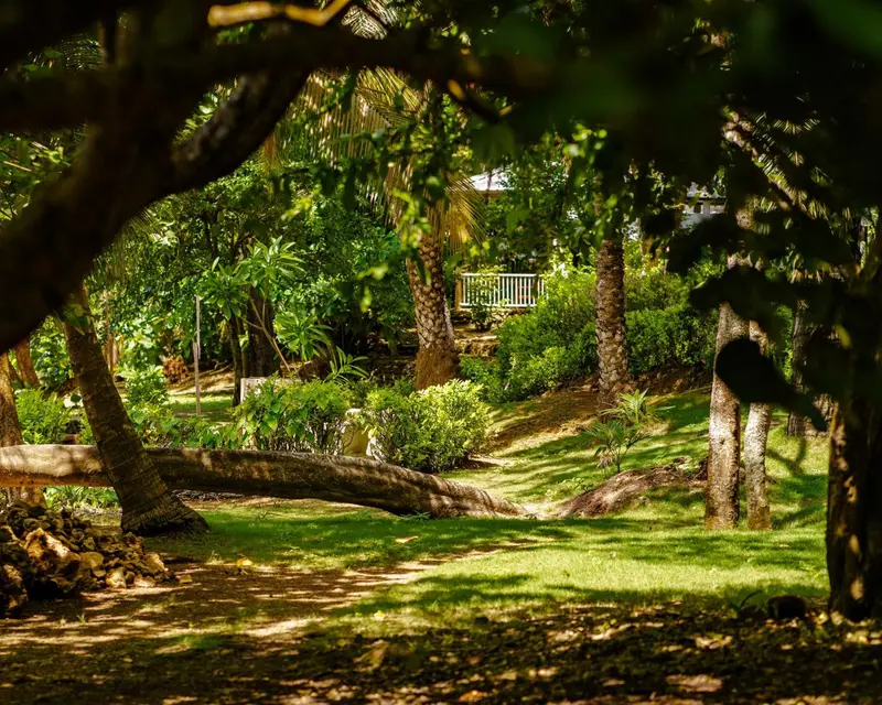 Un jardin verdoyant avec des arbres et une pelouse soignée.