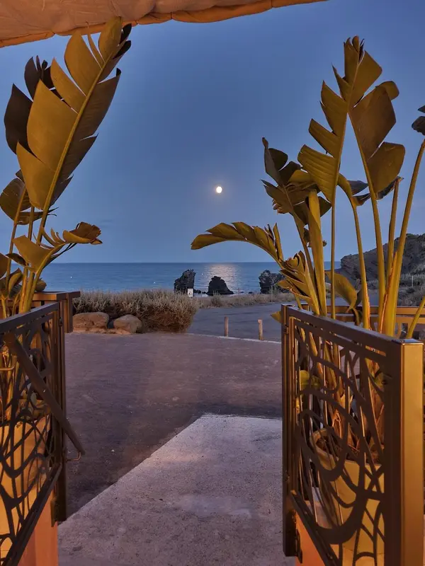 Vue sur la mer au crépuscule, encadrée de plantes tropicales.