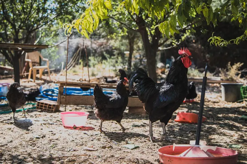 Un coq noir et des poules se promènent dans une cour ensoleillée.