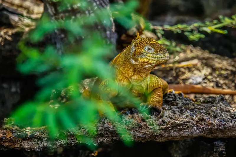 Un iguane terrestre se repose sur un rocher couvert de végétation.