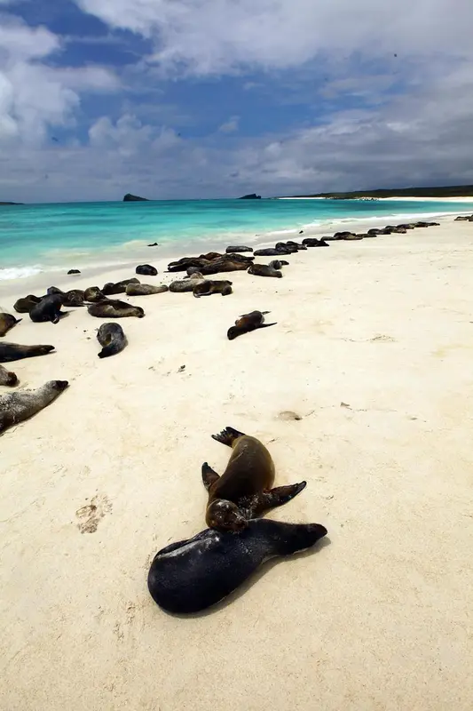 Une plage de sable blanc bordée d'une eau turquoise et peuplée d'otaries.
