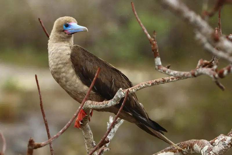 Un oiseau bleu et brun perché sur une branche d'arbre.