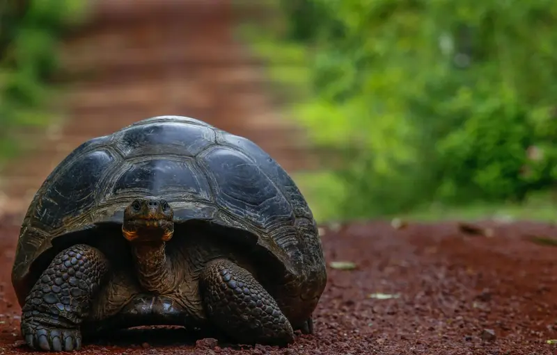 Une tortue géante se promène sur un chemin de terre rouge.