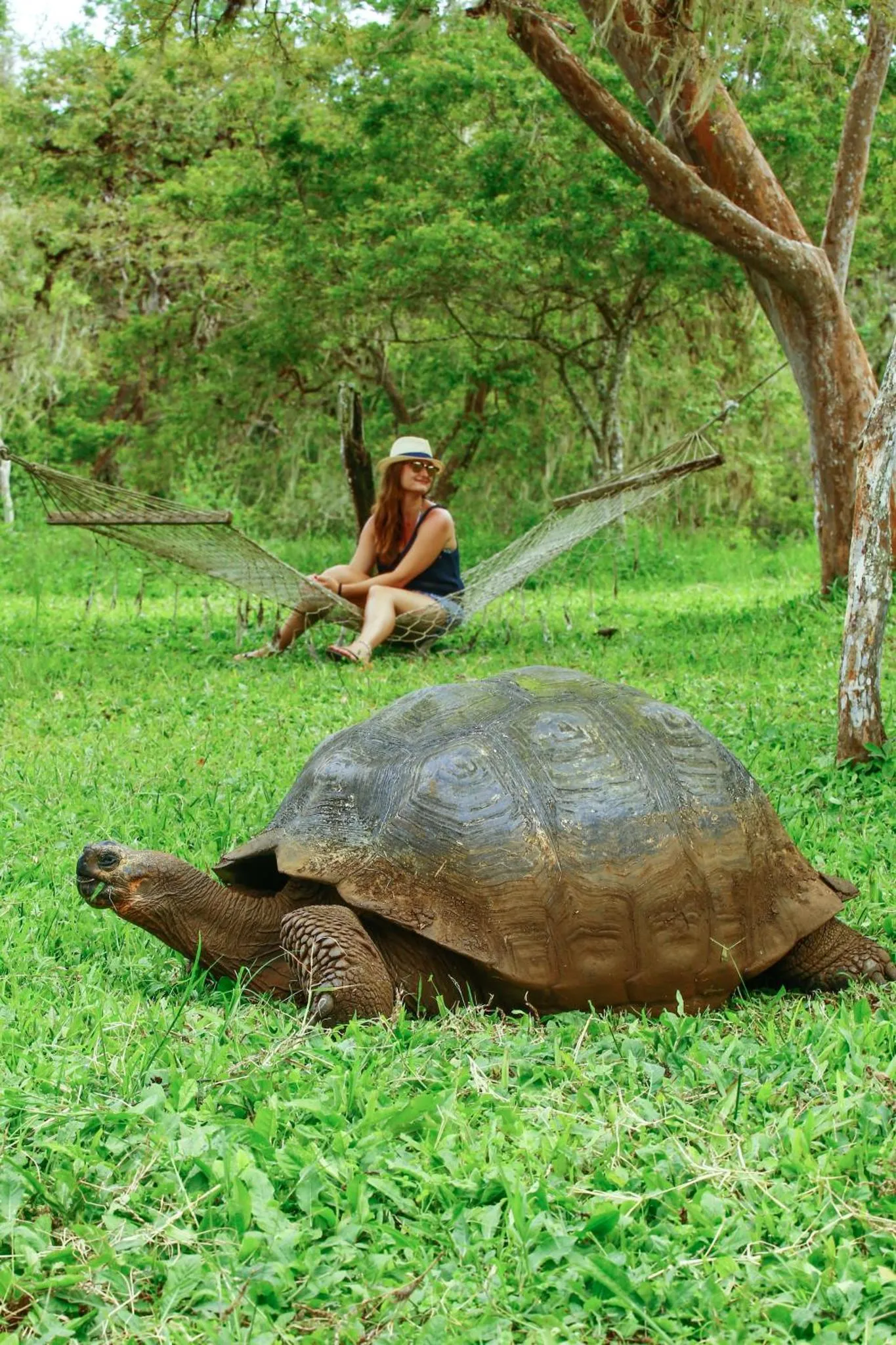 Une femme se détend dans un hamac près d'une grande tortue terrestre.