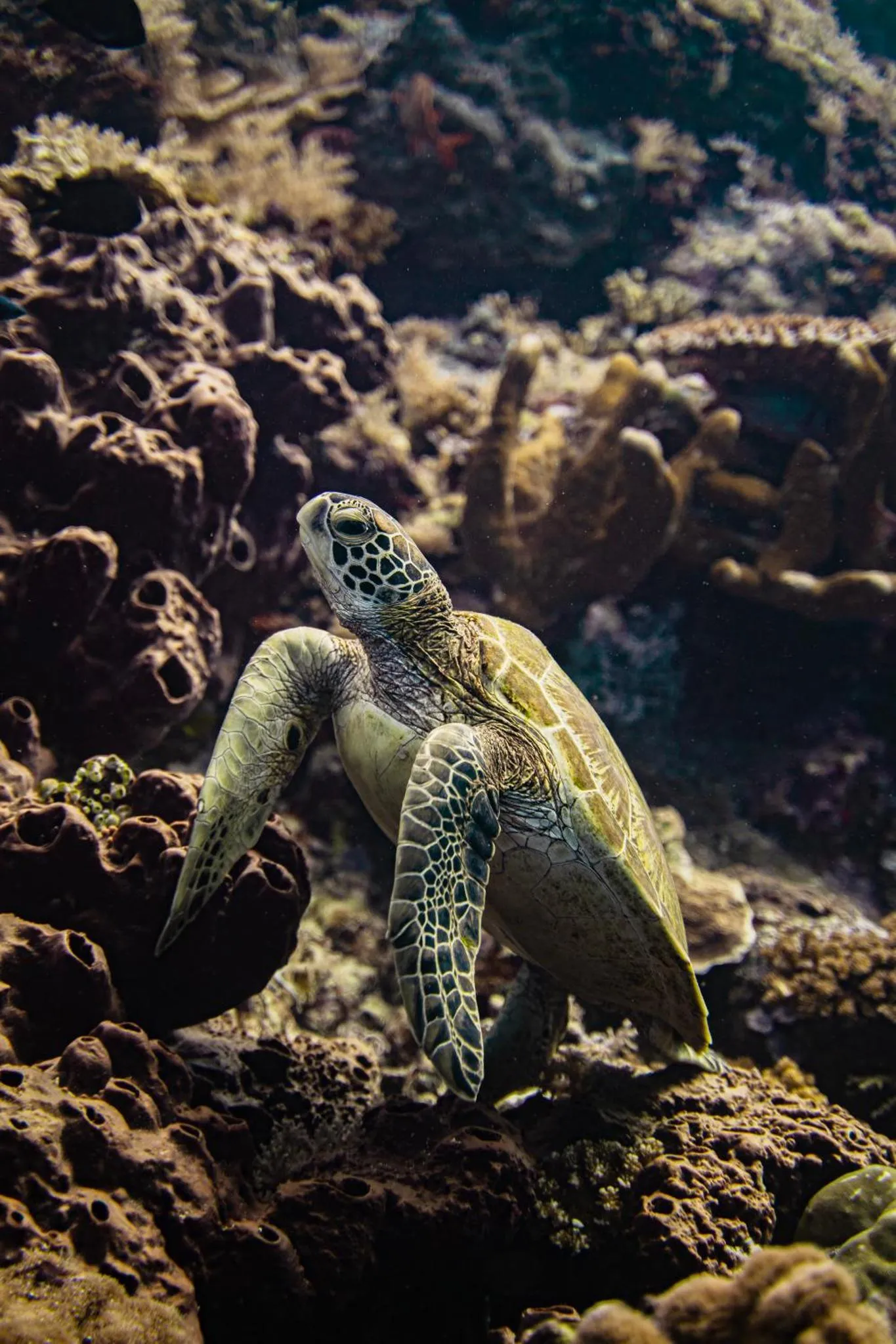 Une tortue marine nage au milieu d'un récif corallien coloré.