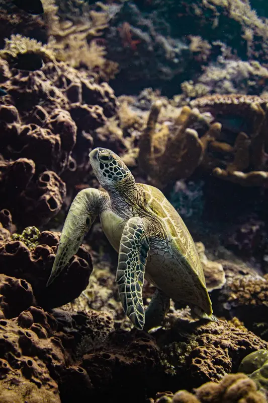 Une tortue marine nage au milieu d'un récif corallien coloré.