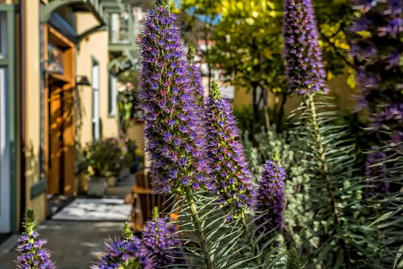 Fleurs violettes en pleine floraison devant un bâtiment jaune.