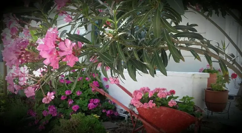 Fleurs roses et végétation luxuriante devant un mur blanc et une brouette rouge.