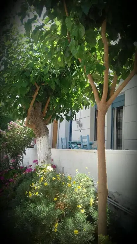 Un arbre feuillu ombrage une terrasse avec des chaises bleues.