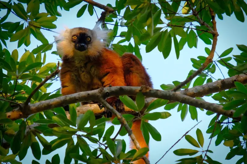 Un primate roux aux yeux jaunes se perche sur une branche d'arbre verdoyante.