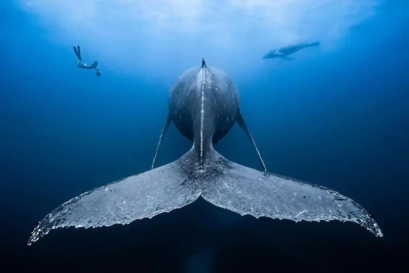 Une vue sous-marine d'une baleine et d'un nageur.