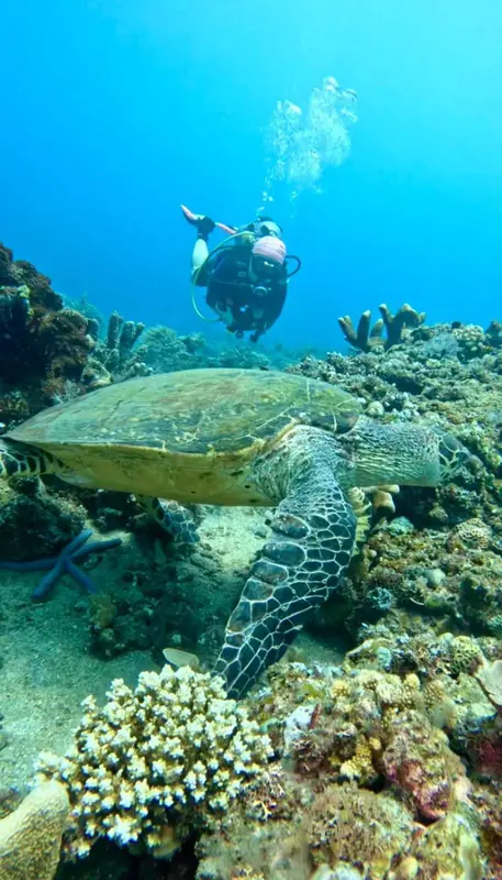 Un plongeur explore un récif corallien avec une tortue de mer.