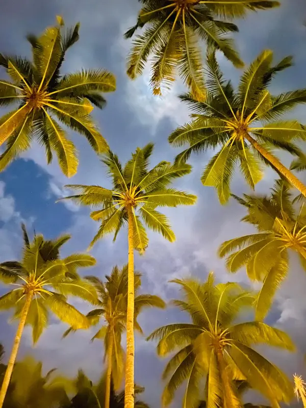 Ciel bleu et palmiers se balançant au vent.