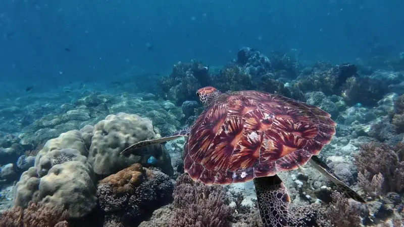 Une tortue marine nage au-dessus d'un récif corallien.